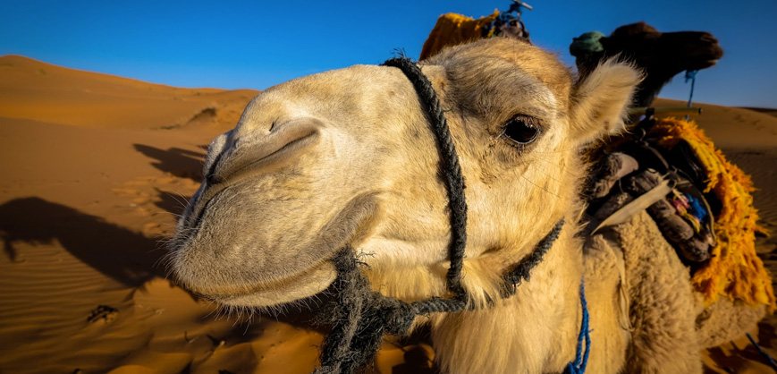 Leite de camelo reduz infamação das células associada ao Diabetes 